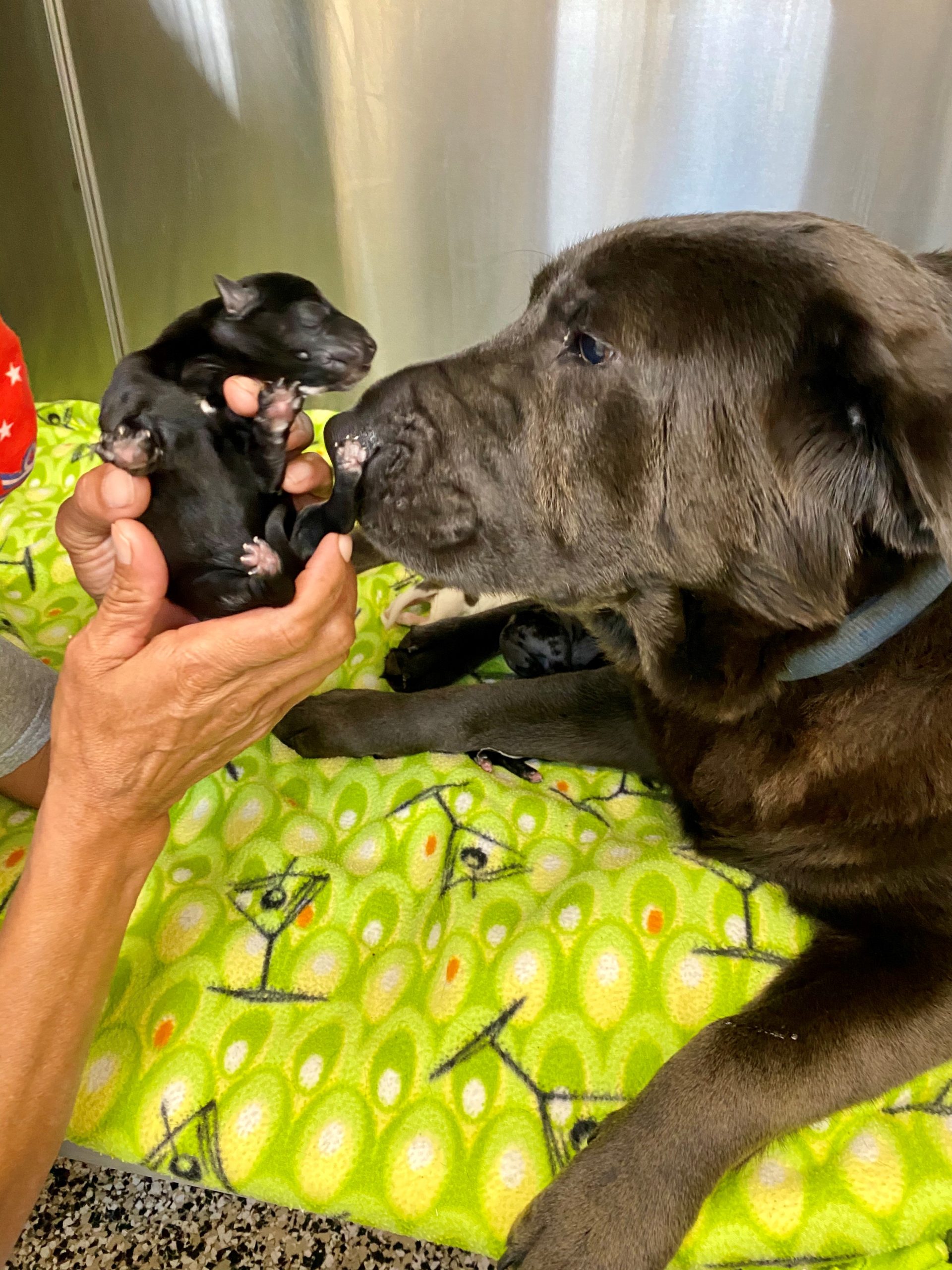 It’s A Puppy Shower! Cascades Humane Society